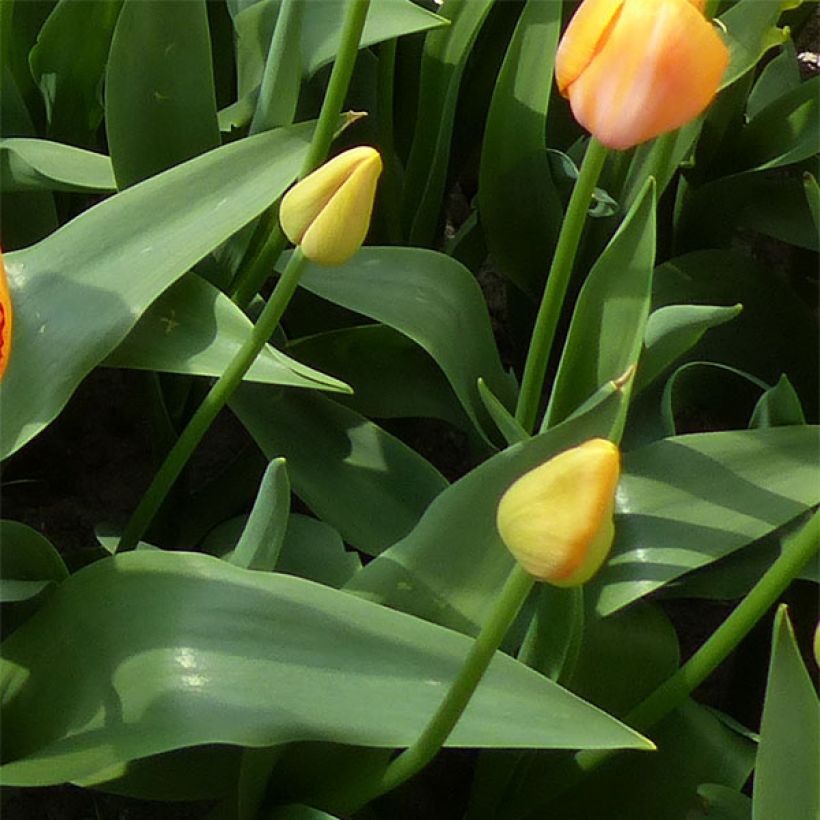 Tulipán simple de flor tardía Dordogne (Follaje)