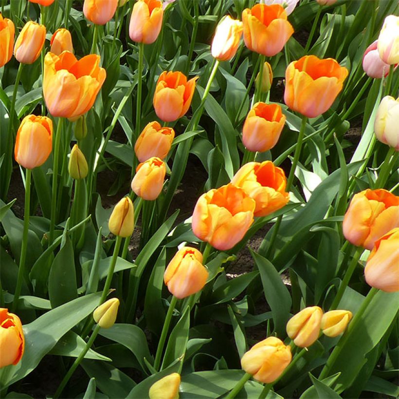 Tulipán simple de flor tardía Dordogne (Floración)