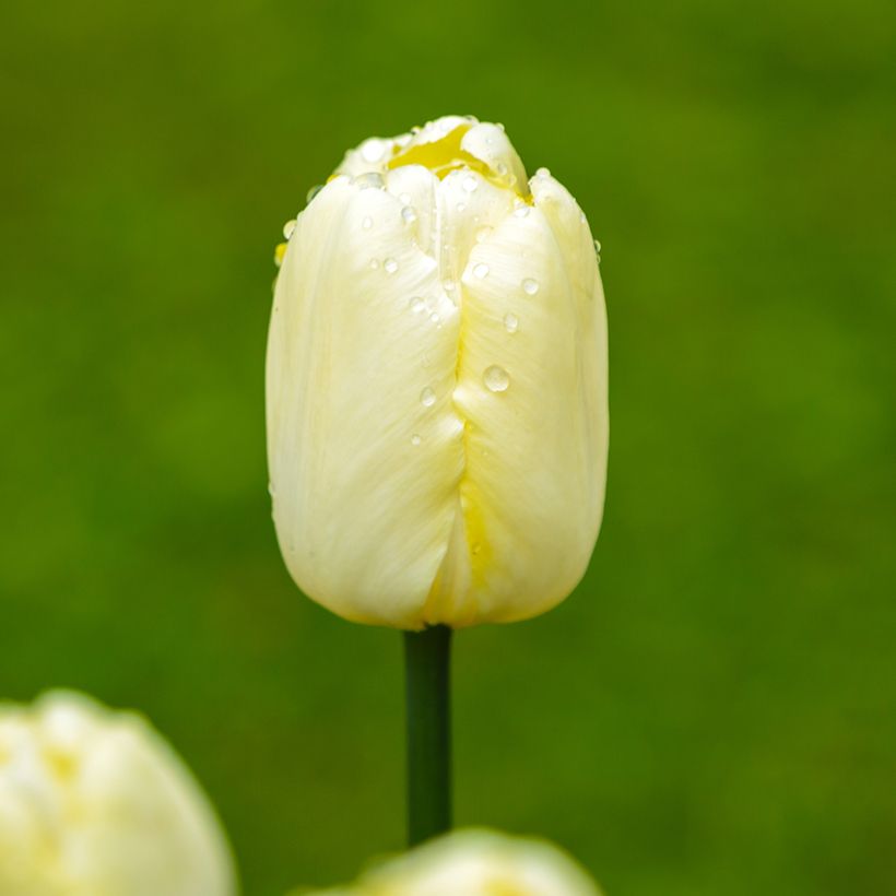 Tulipe Triomphe Creme Flag (Floración)