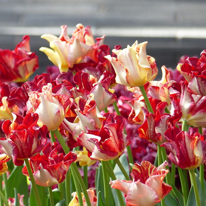 Tulipán Triunfo Flaming Crown (Floración)