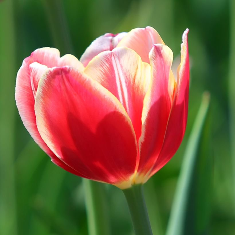 Tulipán Triunfo Leen van der Mark (Floración)