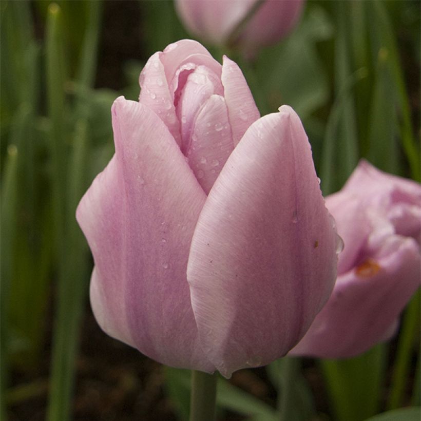 Tulipán Triunfo Synaeda Amor (Floración)