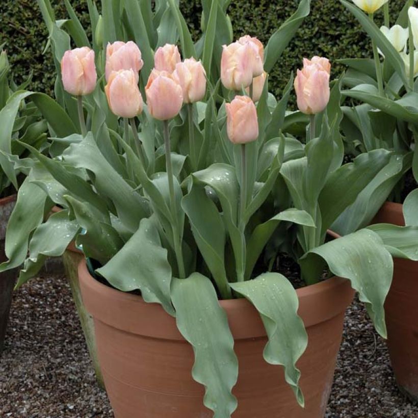 Tulipán simple de flor temprana Apricot Beauty (Porte)