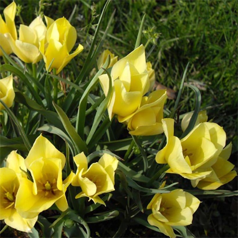 Tulipa linifolia Yellow Jewel (Floración)