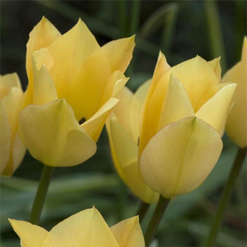 Tulipa batalinii Bronze Charm (Floración)