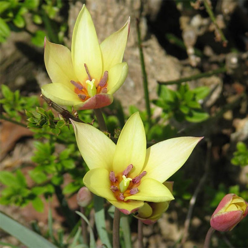 Tulipa clusiana Cynthia (Floración)