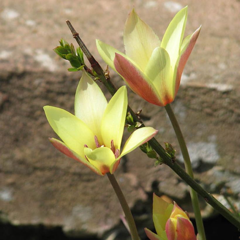 Tulipa clusiana Cynthia (Porte)