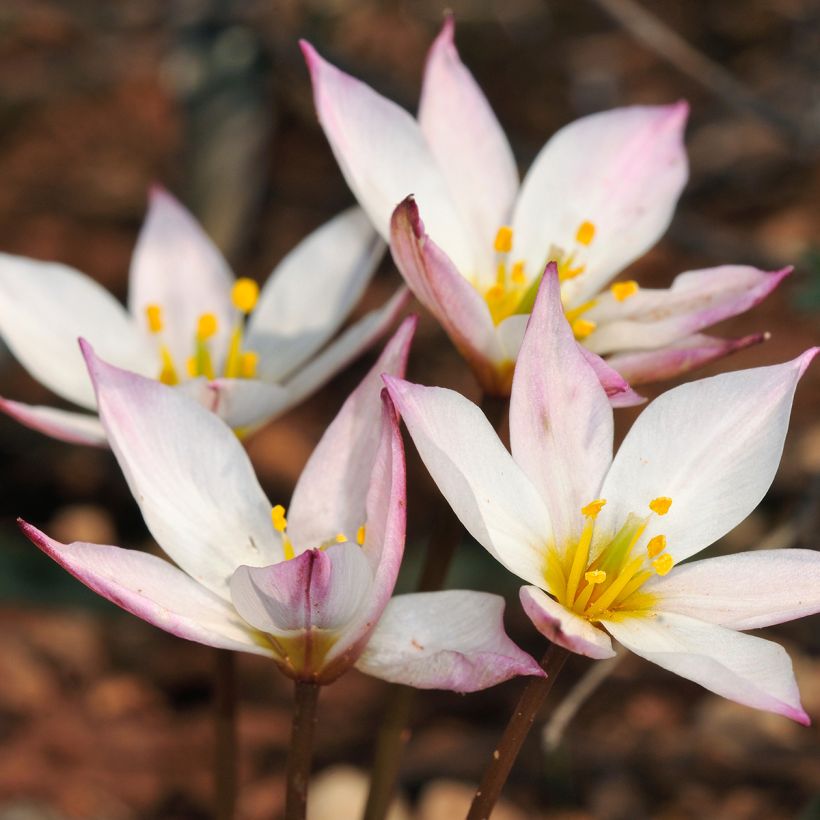 Tulipa cretica Hilde (Floración)