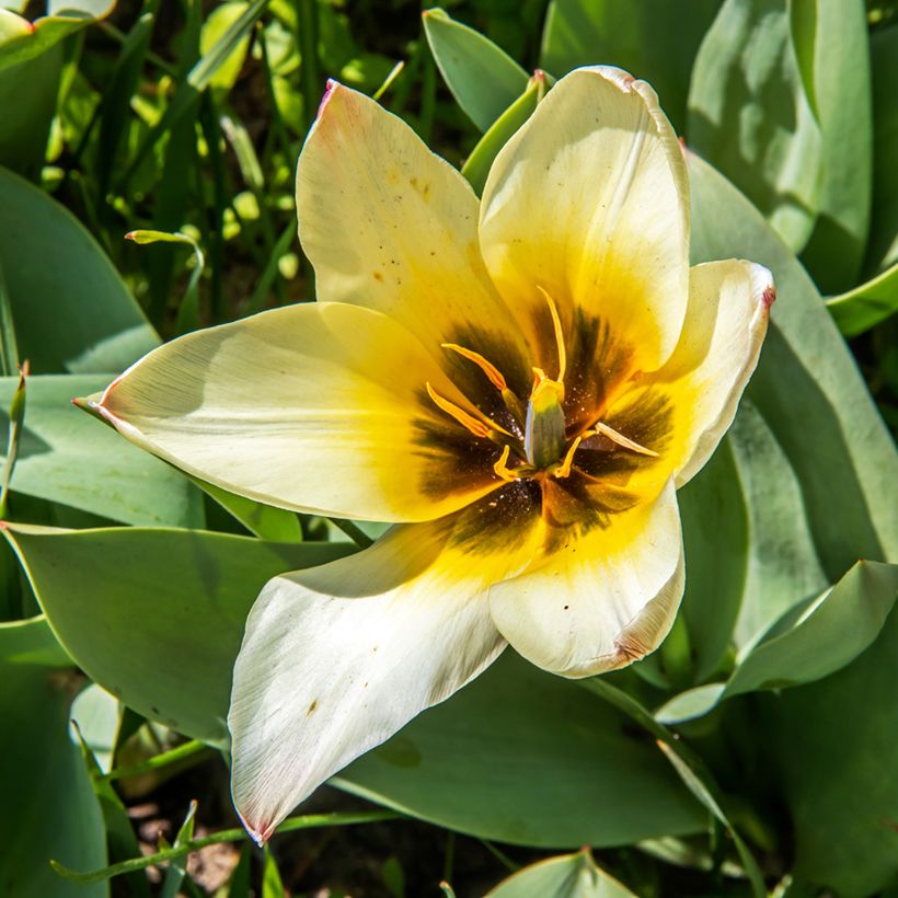 Tulipa greigii Albion Star (Floración)