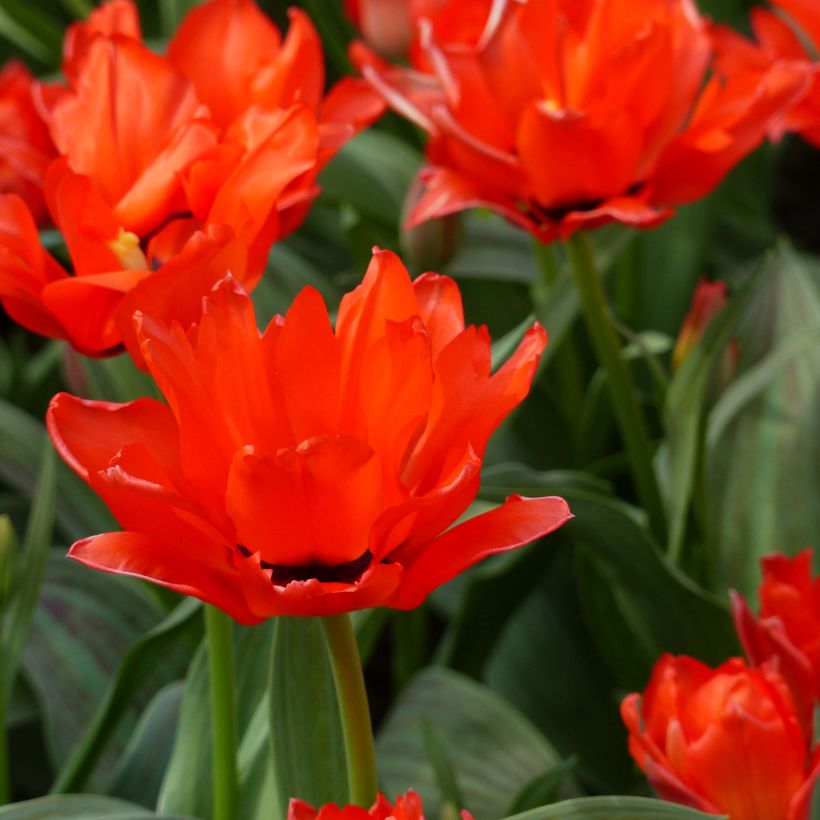 Tulipa greigii Chaperon Rouge Double (Floración)