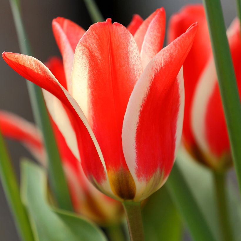 Tulipa greigii Pinocchio (Floración)