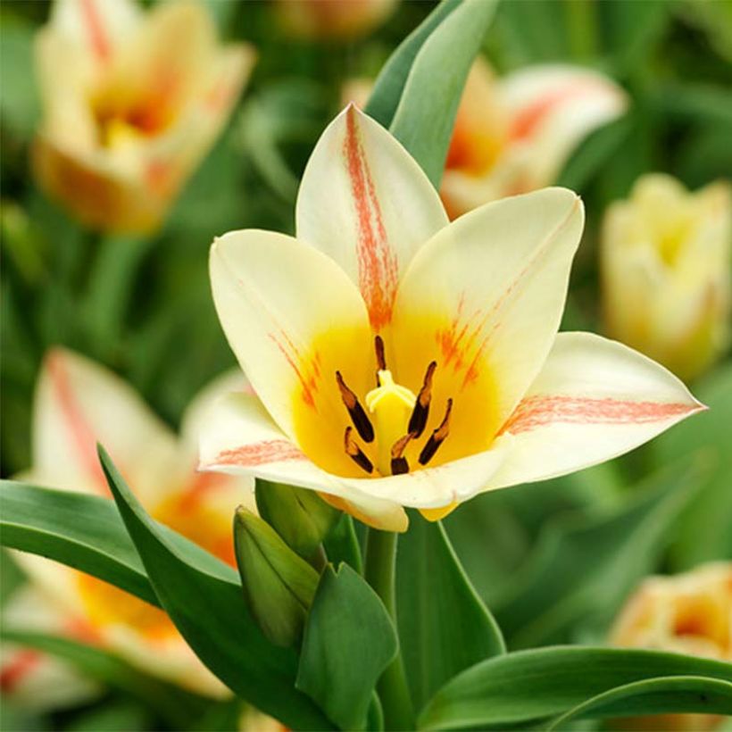 Tulipa greigii Quebec (Floración)