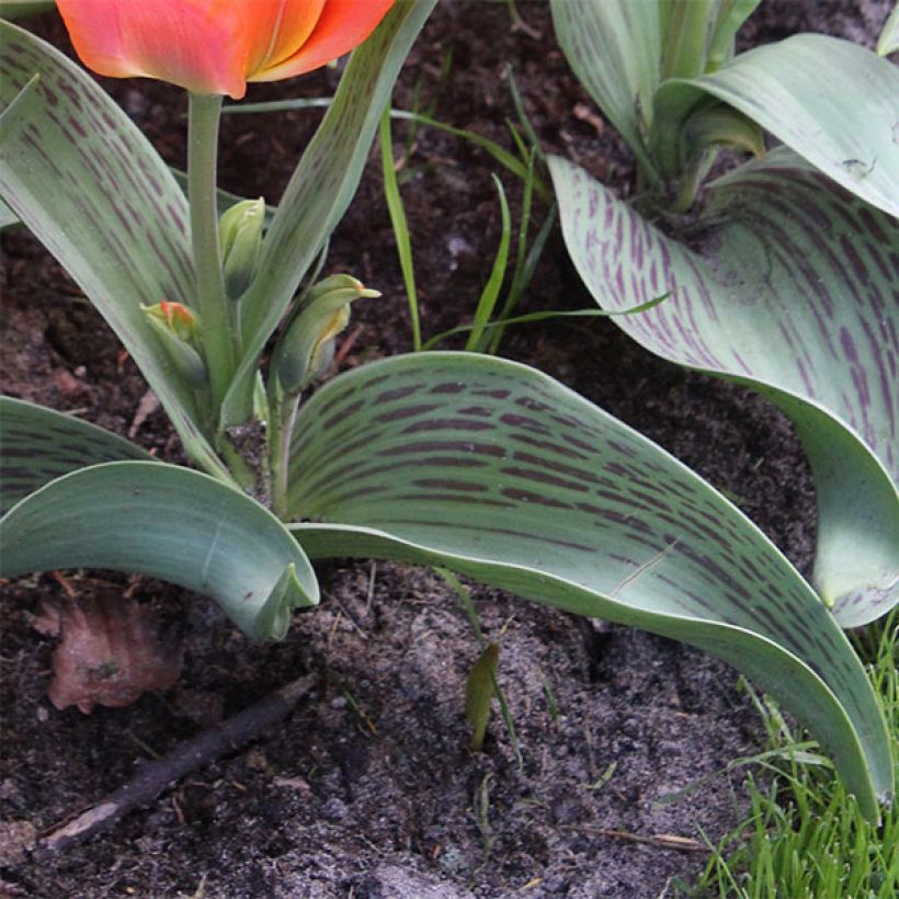 Tulipa greigii Toronto (Follaje)