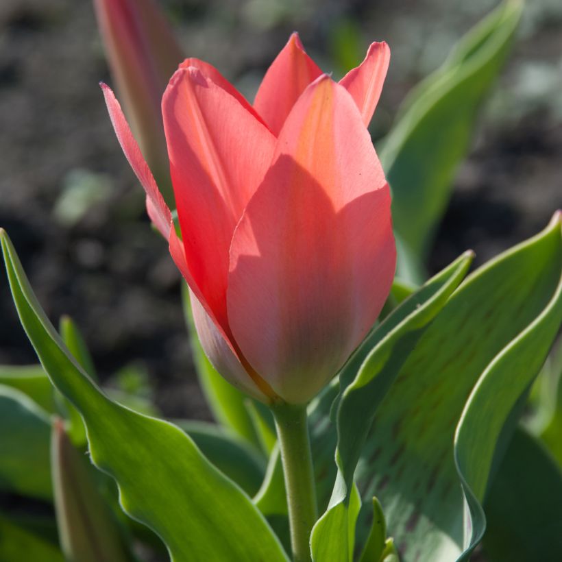 Tulipa greigii Toronto (Floración)