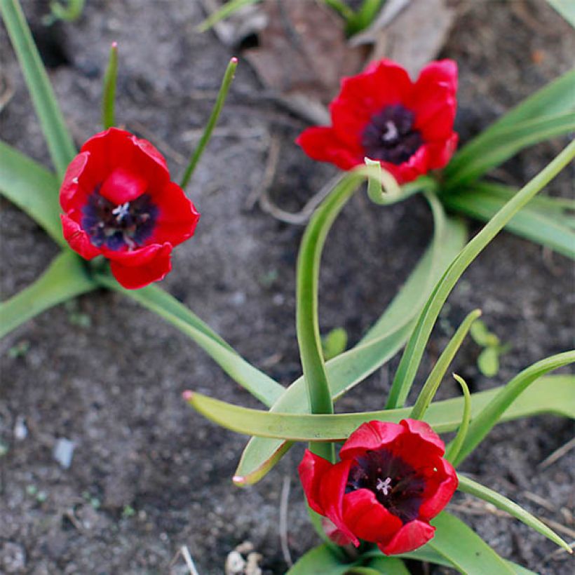 Tulipa humilis Lilliput (Floración)