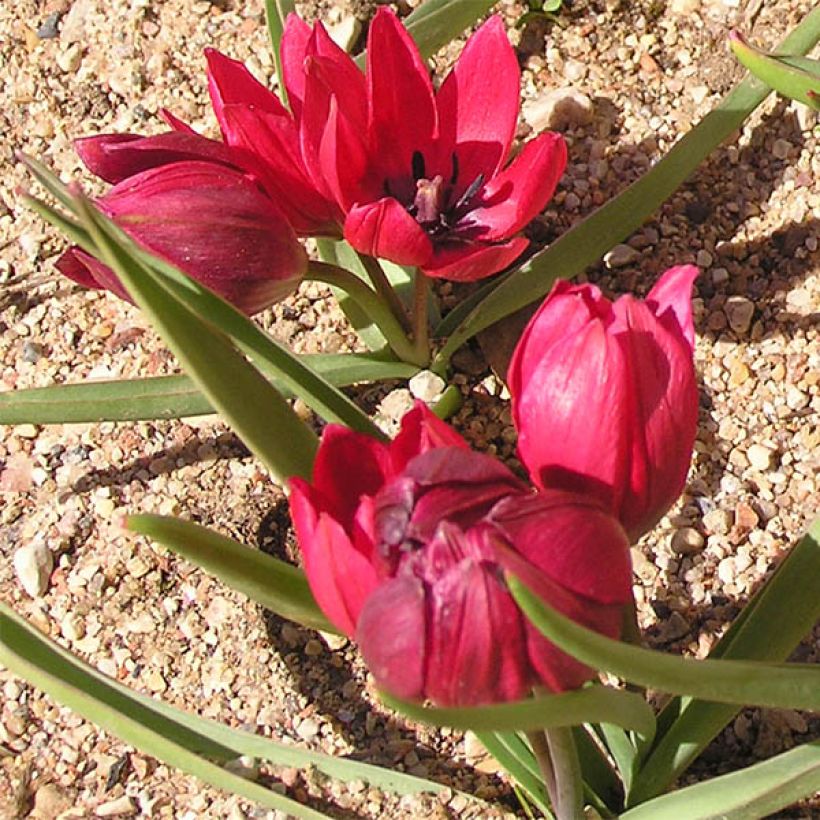 Tulipa humilis Lilliput (Porte)