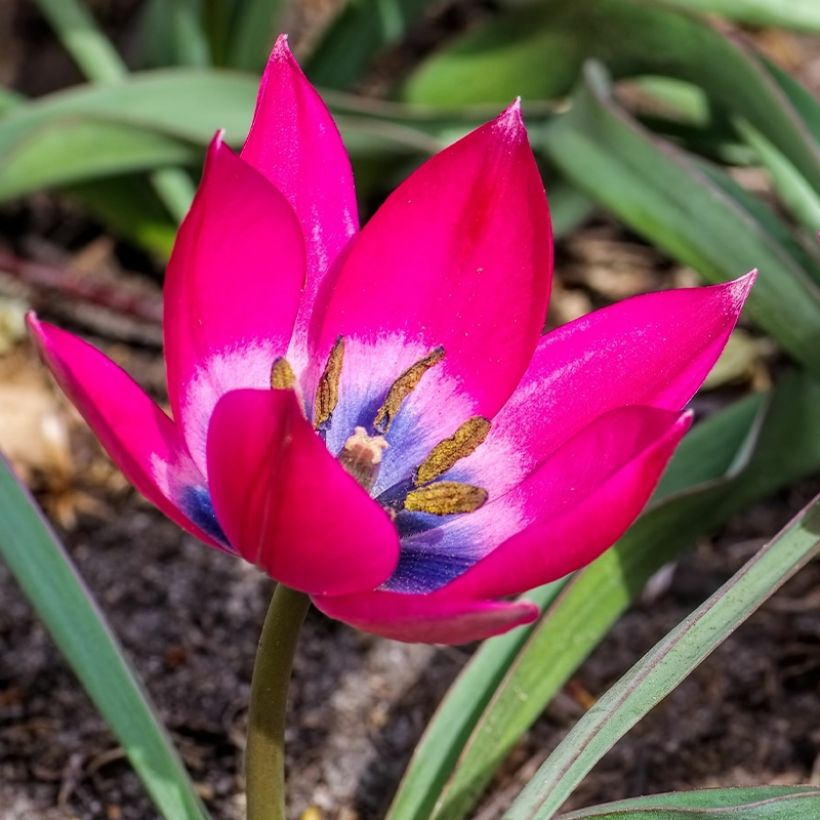 Tulipa humilis (Floración)