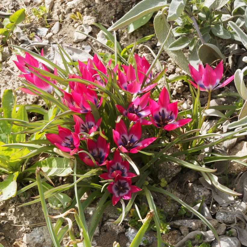 Tulipa humilis (Porte)