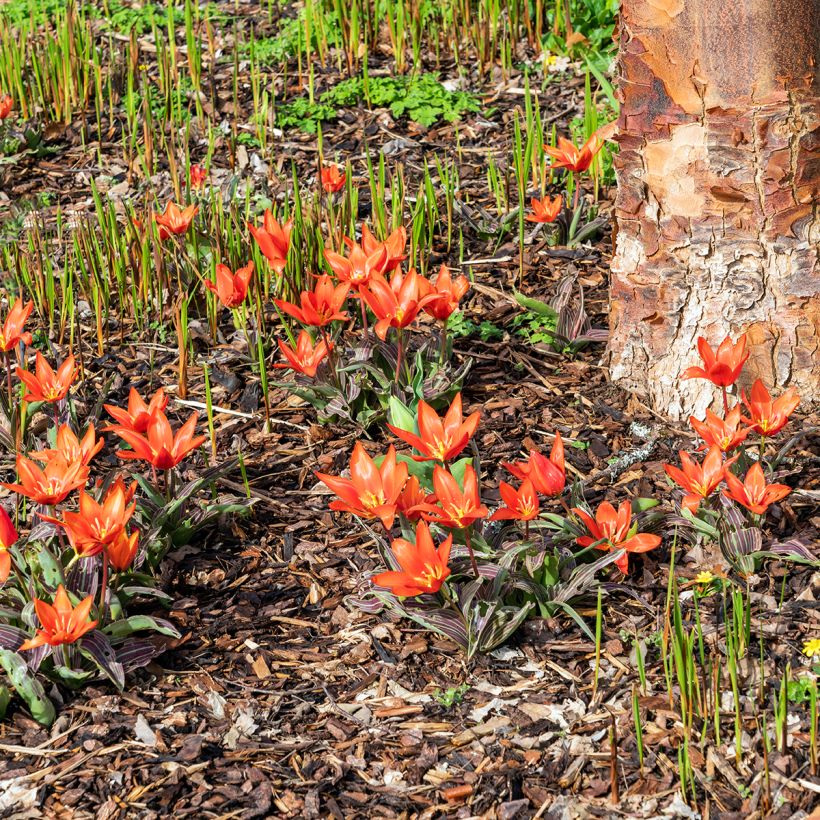 Tulipán Kaufmanniana Early Harvest (Porte)