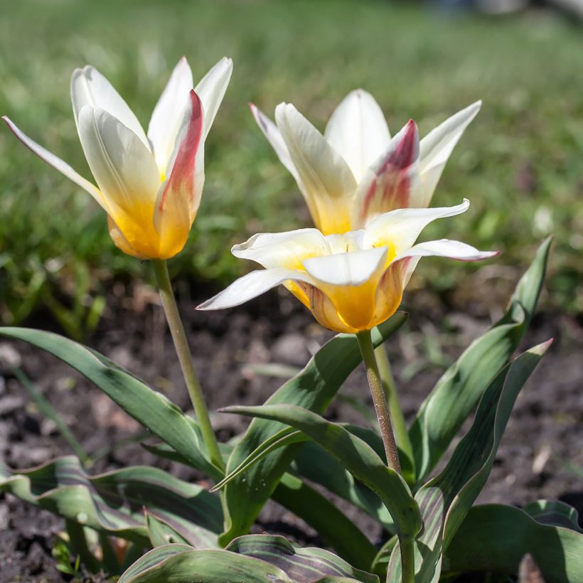 Tulipán Kaufmanniana Johann Strauss (Porte)