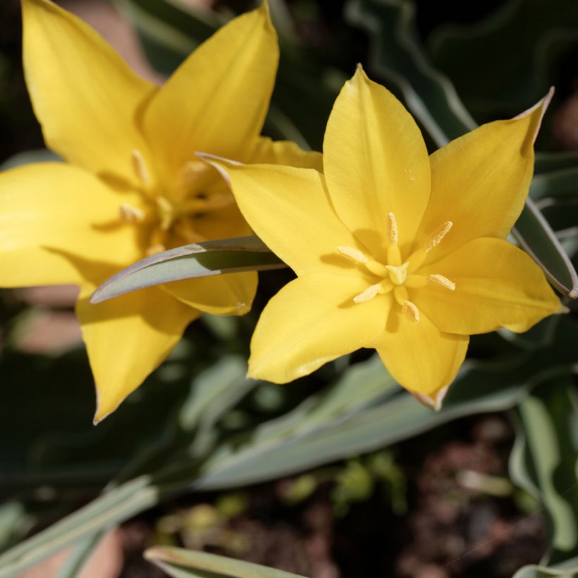 Tulipa kolpakowskiana - Tulipan botánico (Floración)