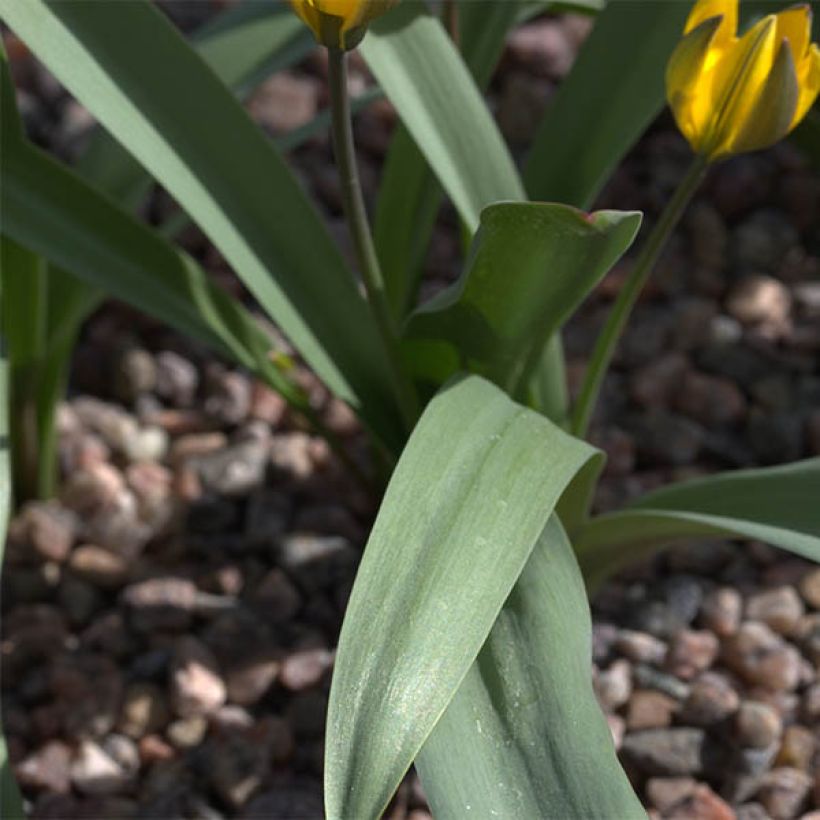 Tulipa neustruevae - Tulipan botánico (Follaje)