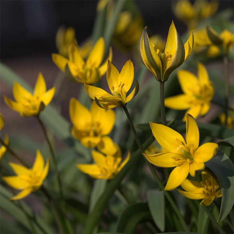 Tulipa neustruevae - Tulipan botánico (Floración)