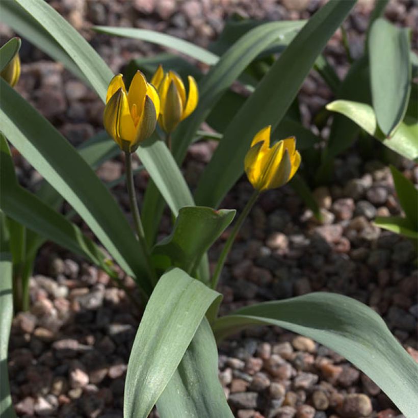 Tulipa neustruevae - Tulipan botánico (Porte)