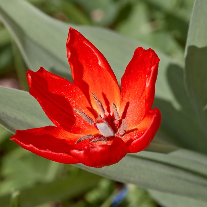 Tulipa praestans Fusilier (Floración)