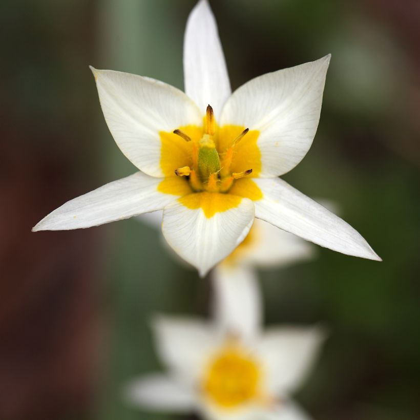 Tulipa turkestanica - Tulipan botánico (Floración)