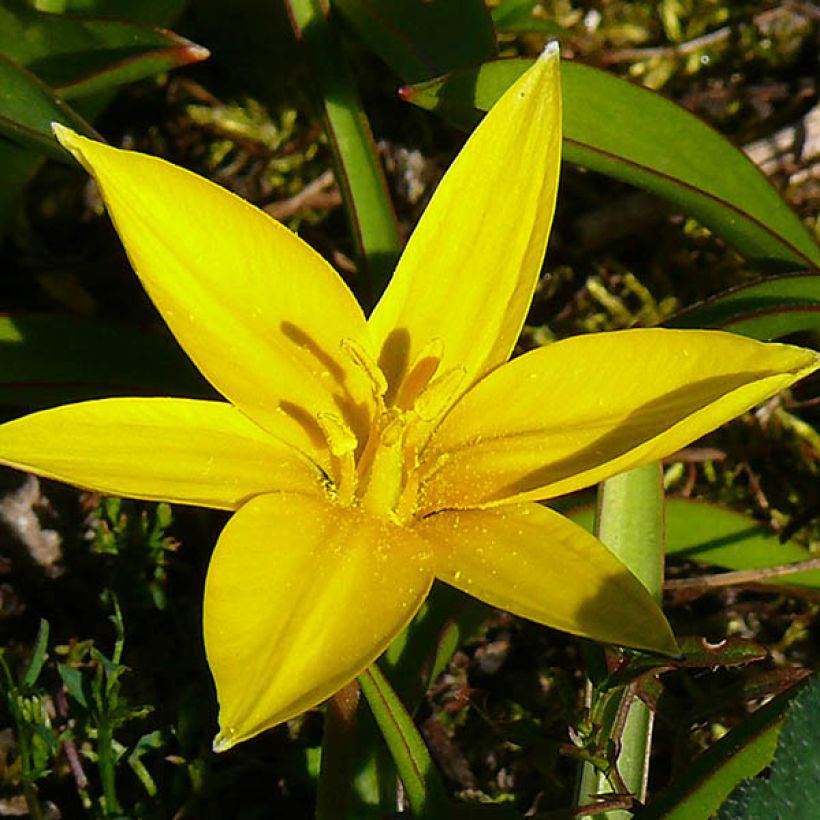 Tulipa urumiensis - Tulipan botánico (Floración)