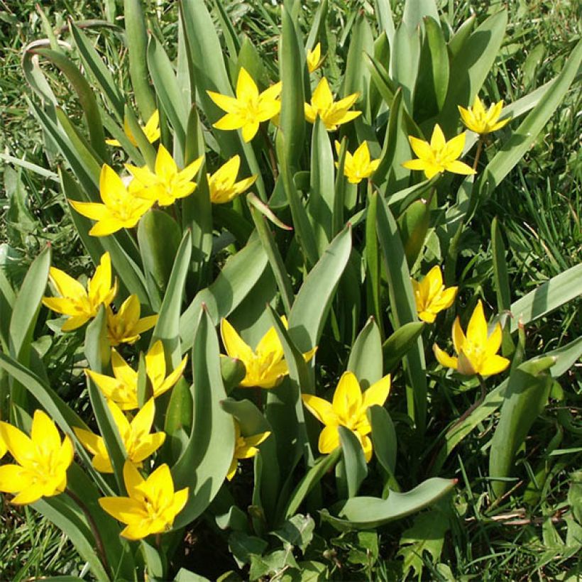 Tulipa urumiensis - Tulipan botánico (Porte)