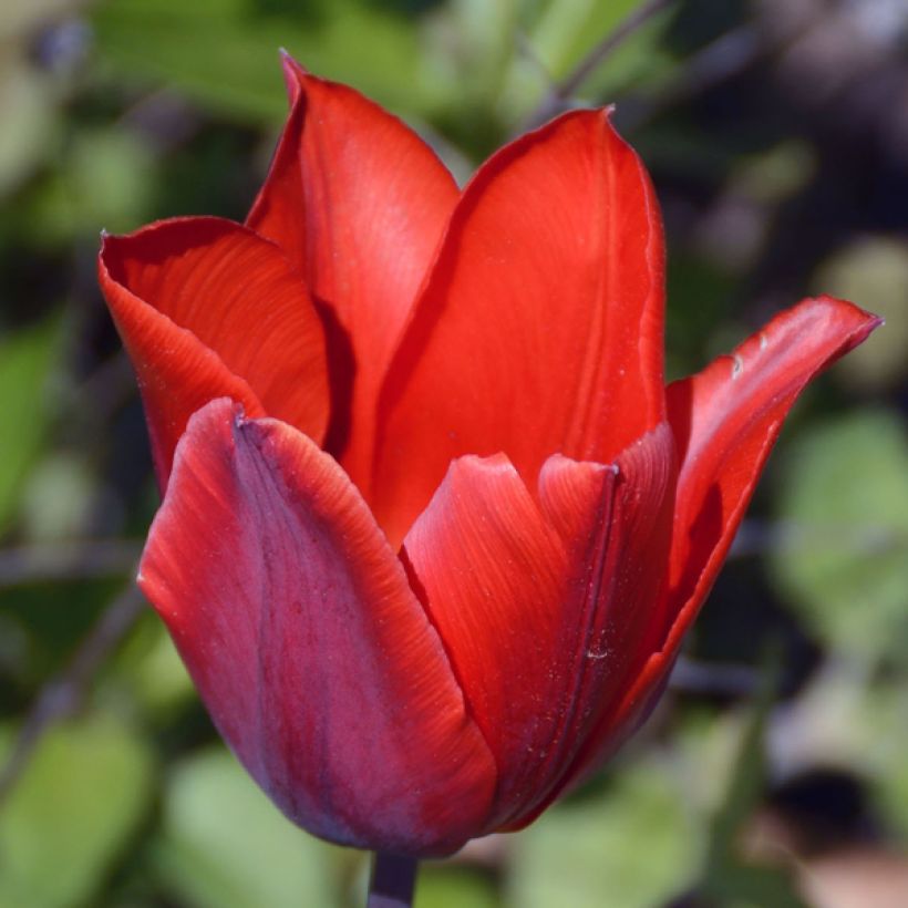 Tulipán simple de flor temprana Couleur Cardinal (Floración)