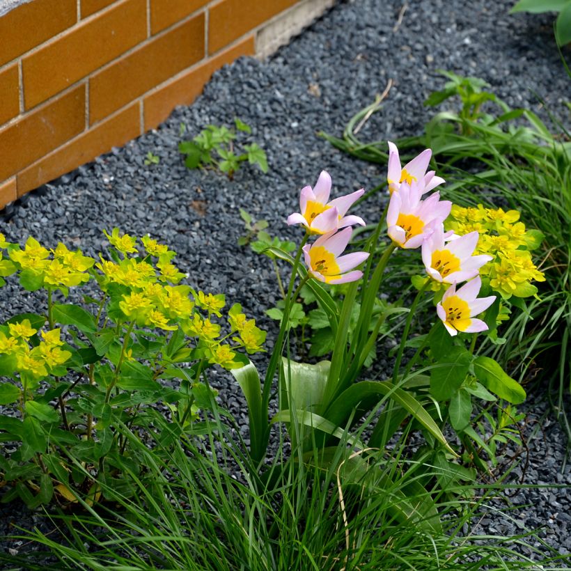 Tulipa saxatilis - Tulipan botánico (Porte)