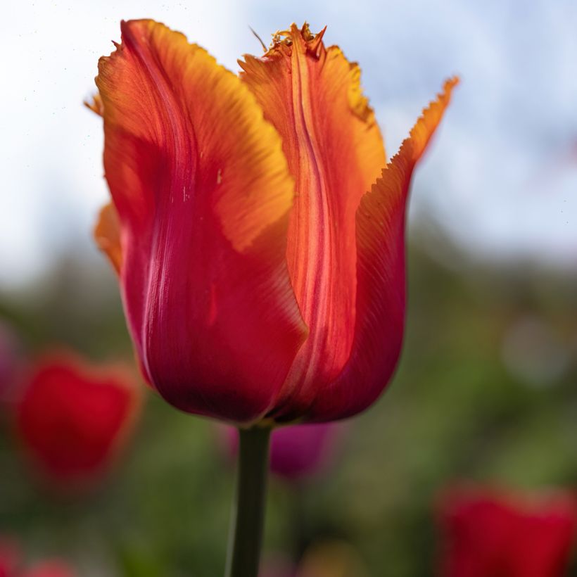 Tulipán dentado Louvre Orange (Floración)