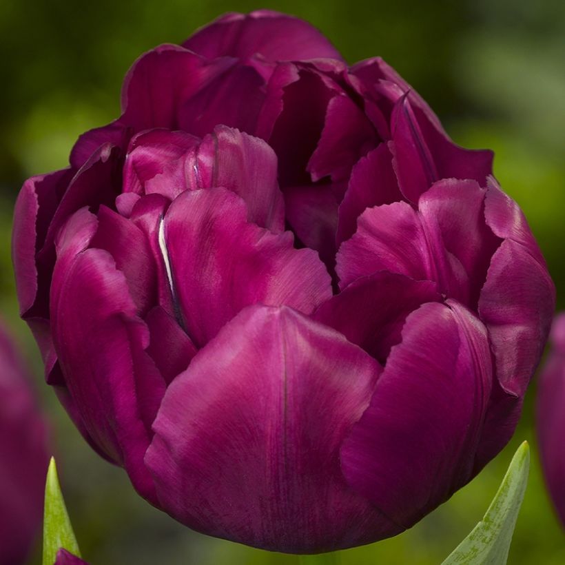 Tulipán doble de flor temprana Alison Bradley (Floración)