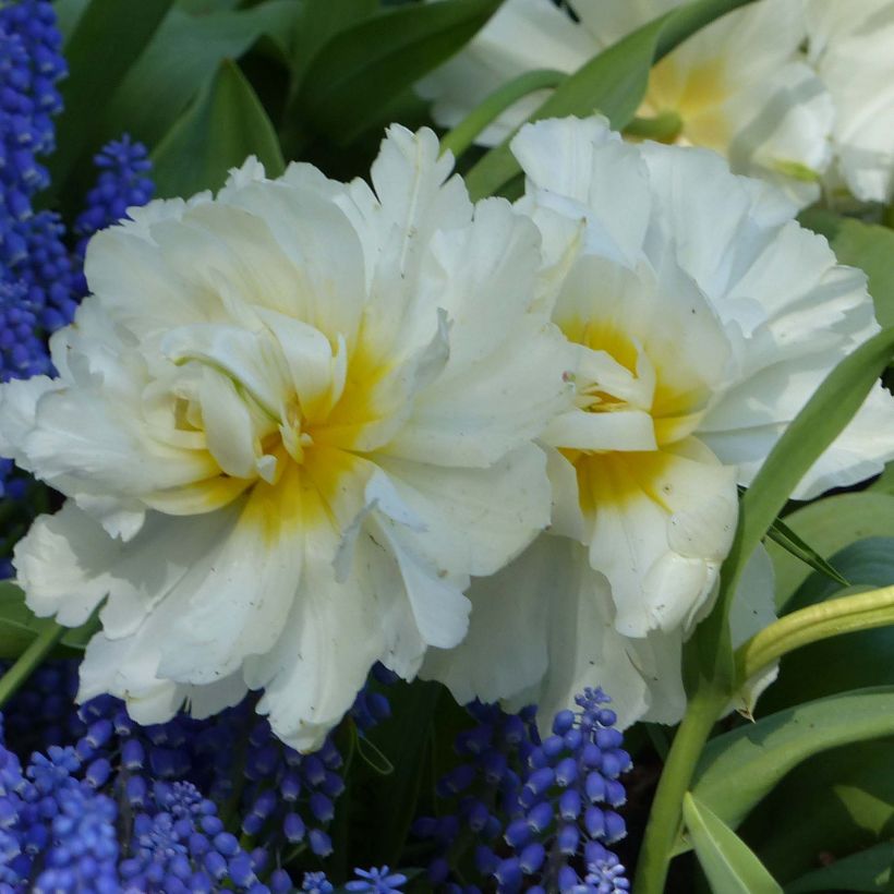 Tulipán doble de flor temprana Cardinal Mindszenty (Floración)