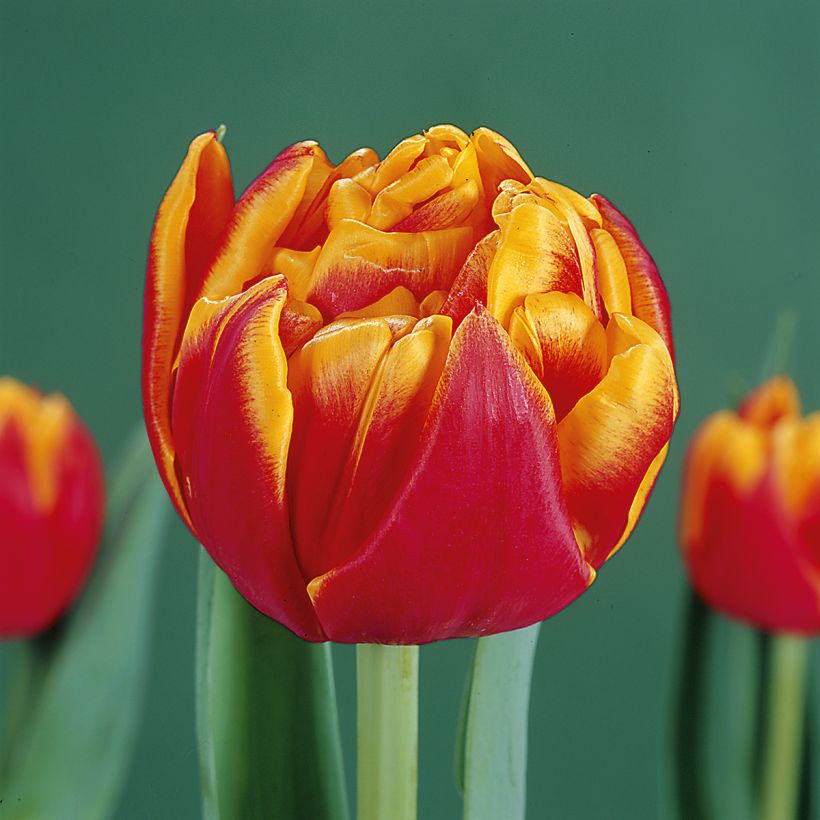 Tulipán doble de flor temprana Cilesta (Floración)