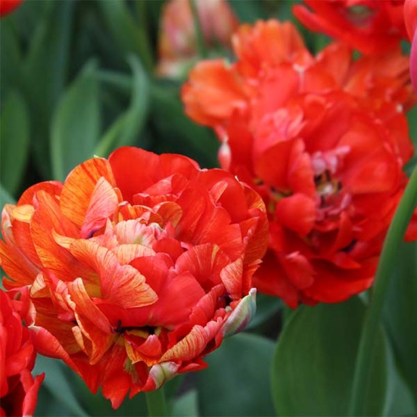 Tulipán doble de flor tardía Gudoshnik Double (Floración)