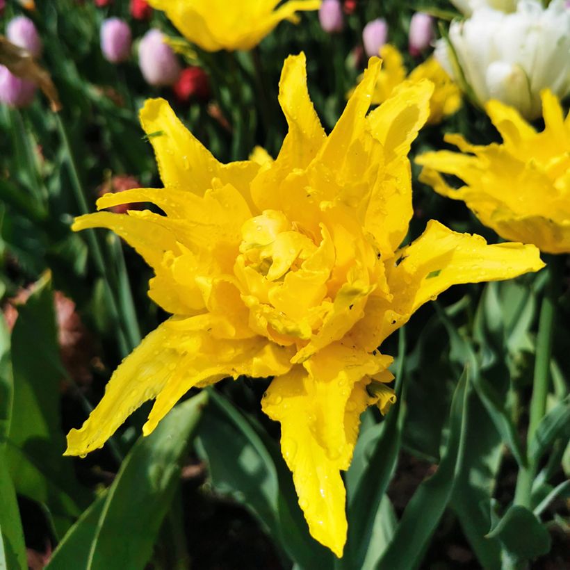 Tulipe fleur de lis Yellow Spider (Floración)