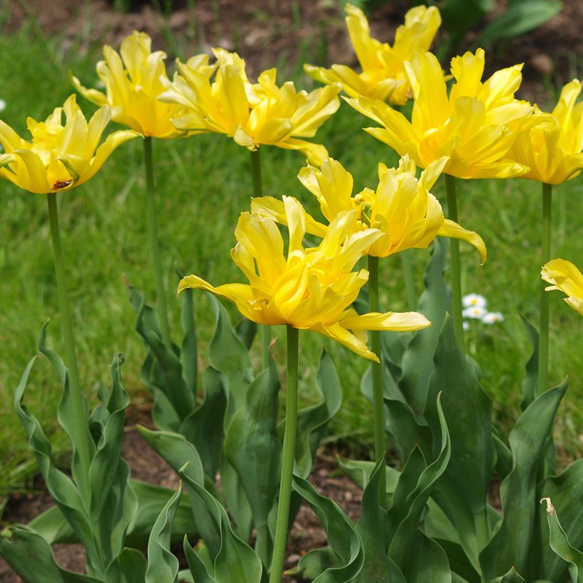 Tulipe fleur de lis Yellow Spider (Porte)