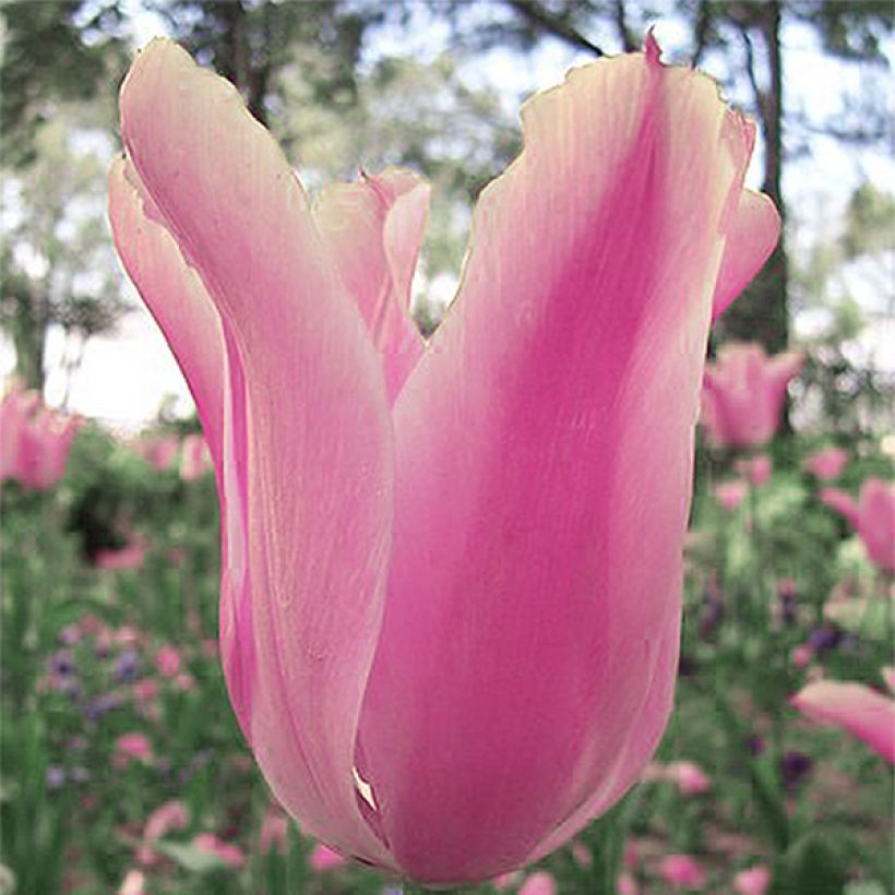 Tulipán Fosteriana Albert Heijn (Floración)