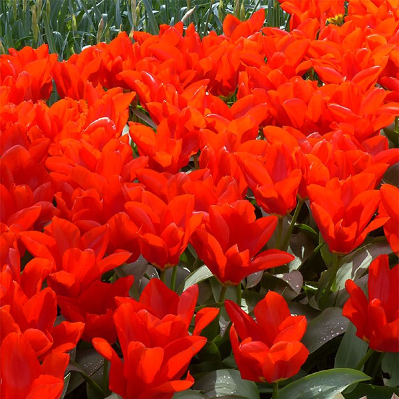 Tulipán Fosteriana Red Emperor (Floración)