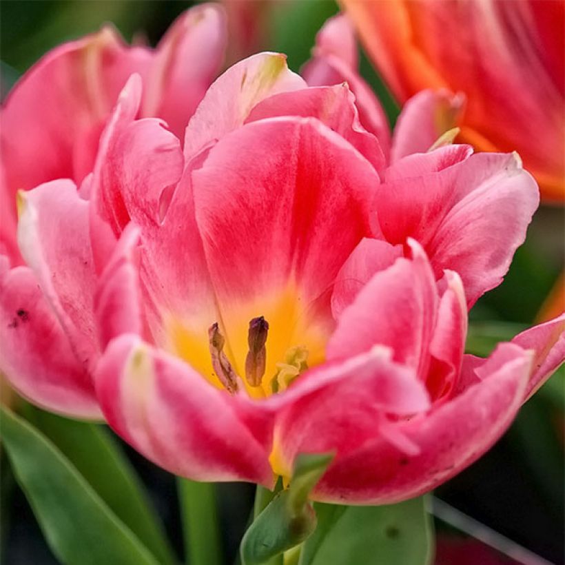 Tulipán doble de flor temprana Peach Blossom (Floración)