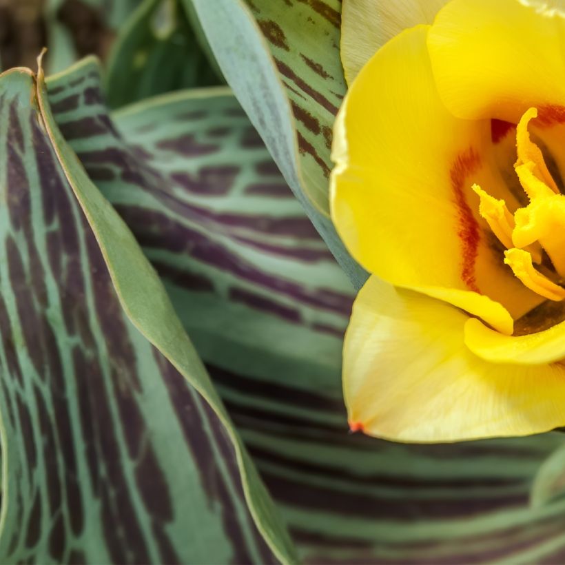 Tulipa greigii Mélodie d'amour (Follaje)