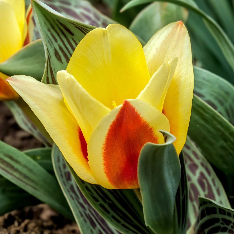 Tulipa greigii Mélodie d'amour (Floración)