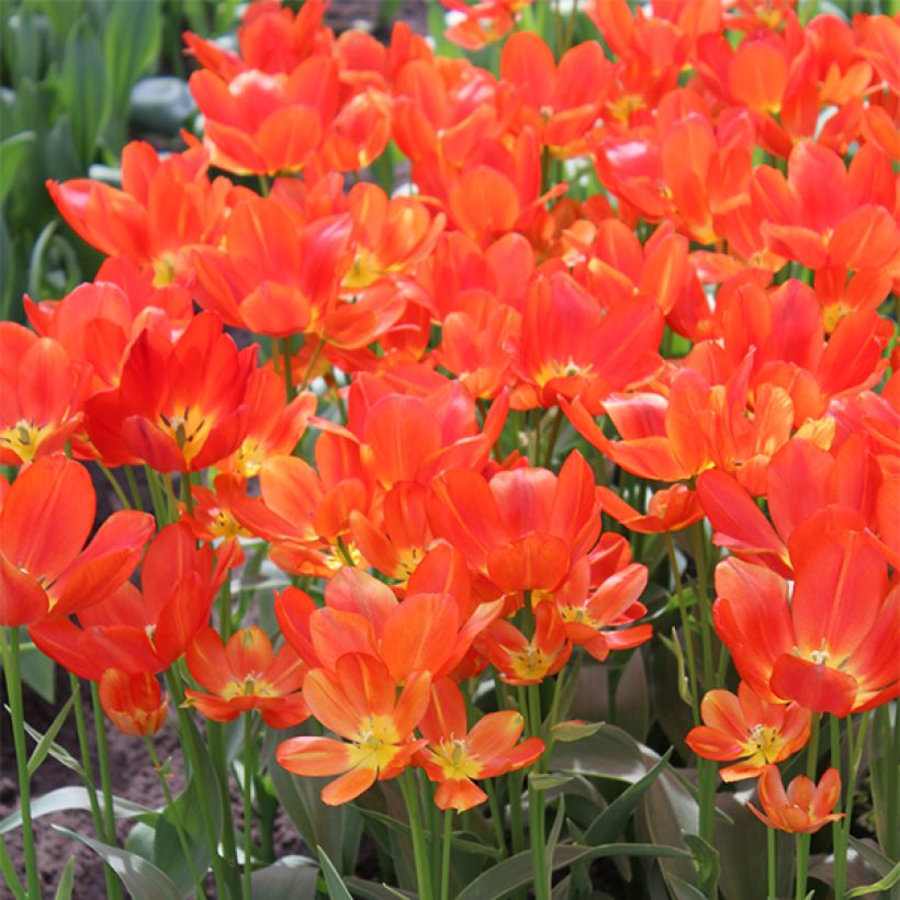 Tulipán multiflor Orange bouquet (Floración)