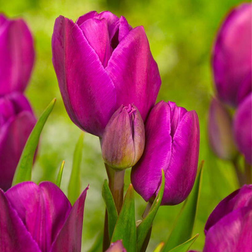 Tulipán multiflor Purple Bouquet (Floración)