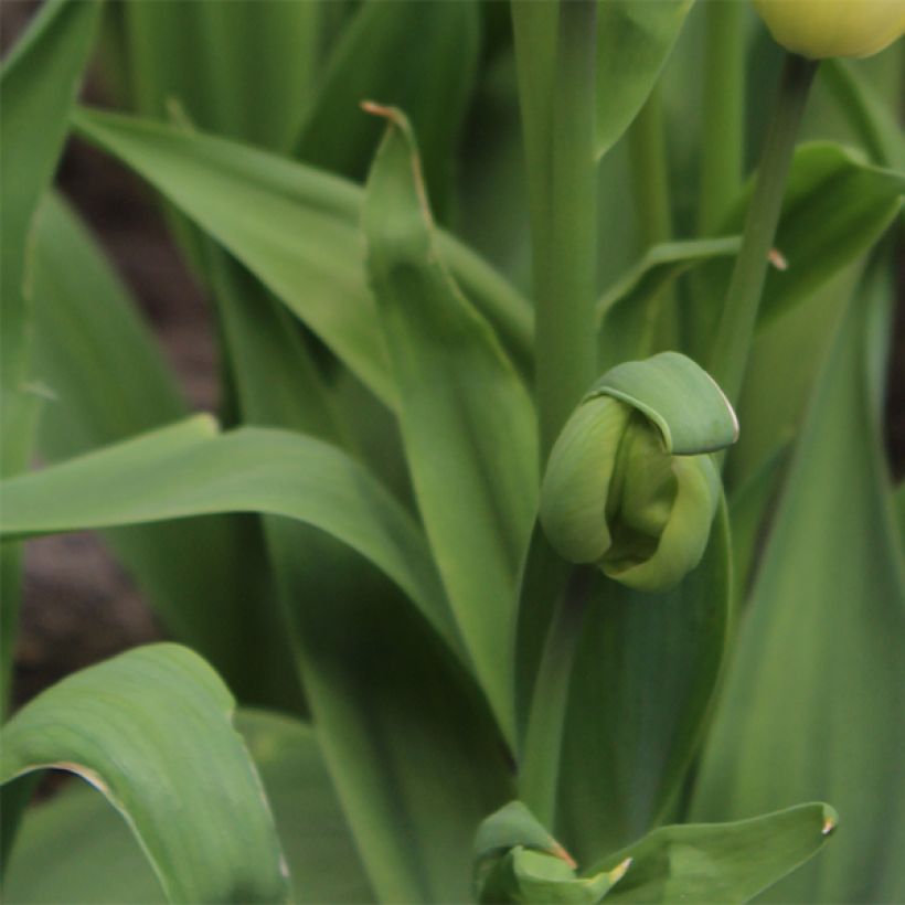 Tulipán multiflor Rosy bouquet (Follaje)