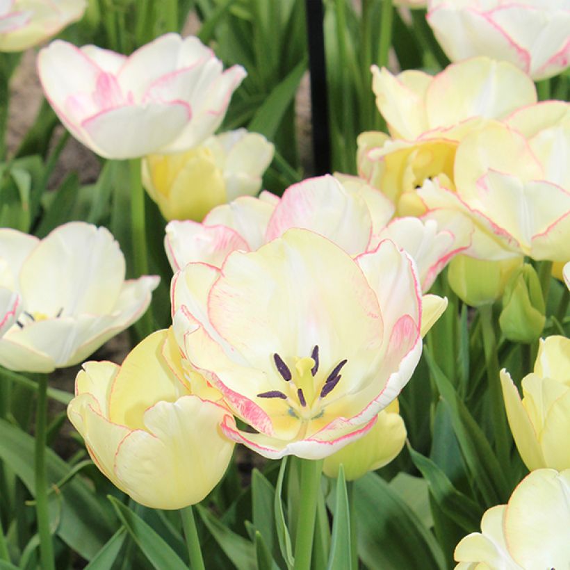 Tulipán multiflor Rosy bouquet (Floración)